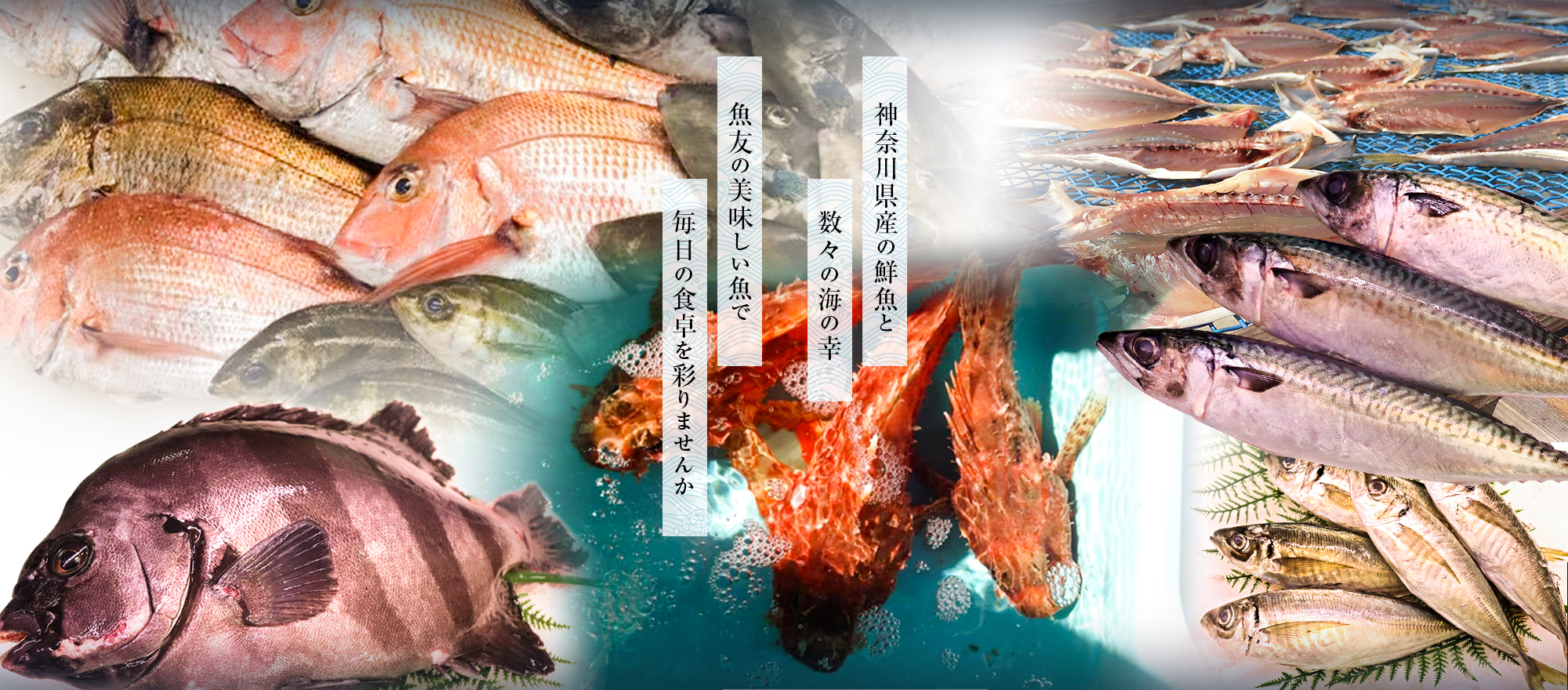 神奈川県産の鮮魚と数々の海の幸　魚友の美味しい魚で毎日の食卓を彩りませんか